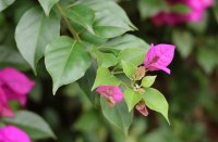 ​叫着好听的网名(共103个)