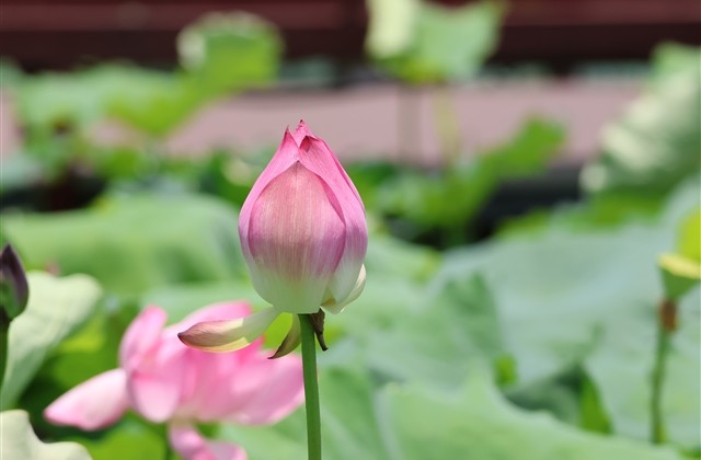 糖豆人个性名字 糖豆人可爱id
