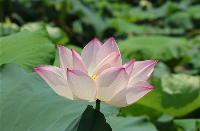 甜酷网名小众 一听就很甜的网名