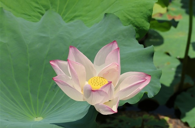 招人关注的网名 什么网名更吸引人的关注