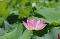 ​带玥的古风网名(优选45个)