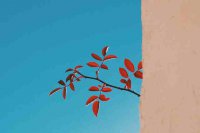 ​冷门英文id简短好听42个