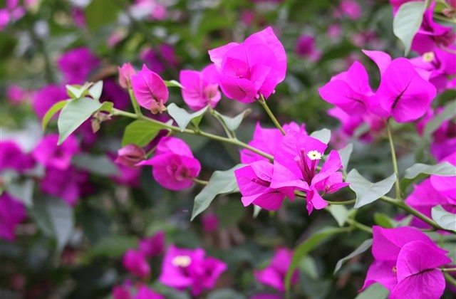 王者古风名字大全 男生