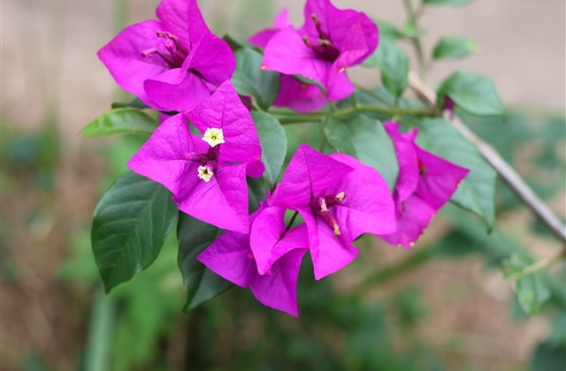 魔兽世界术士网名