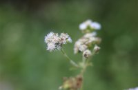 ​问道霸气水系名字