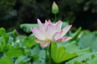 ​非常好听的游戏情侣名字(共493个)