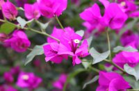 ​后成熟稳重的网名(共639个)