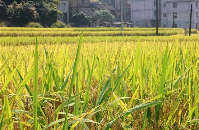 全网独一无二的网名(优选616个)