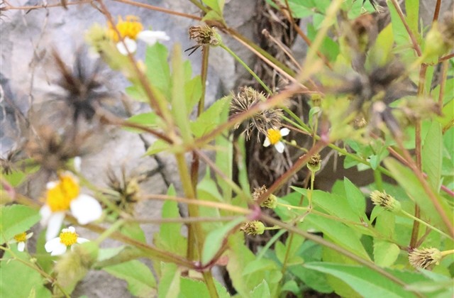 男女通用的二字霸气网名(共742个)