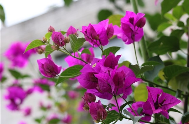 最好听的女孩名字大全 最好听的女孩名字大全