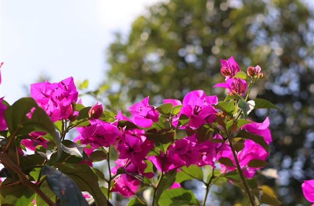 lol好听的4个字id(共318个) lol好听的4个字id(共318个)