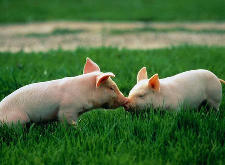 带猪的网名,关于猪的昵称大全