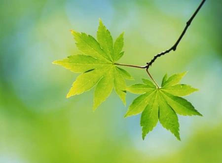 适合爸爸妈妈们用的网名昵称