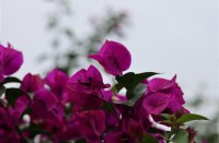 ​超拽霸气女网名(278个)