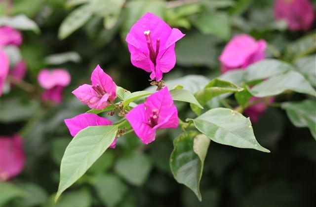 四个字的最好听的微信昵称女生(共275个) 四个字的最好听的微信昵称女生(共275个)