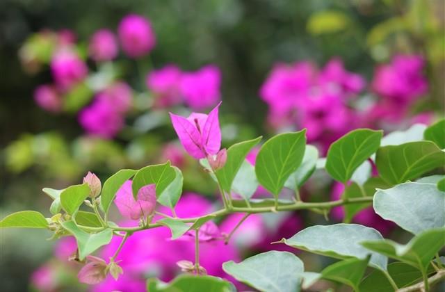 带樱的古风网名(精选57个)