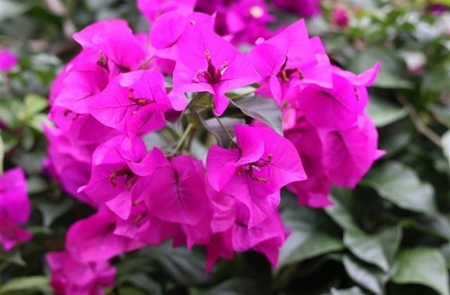 骚气又不失文雅的id 英雄联盟骚气游戏名字