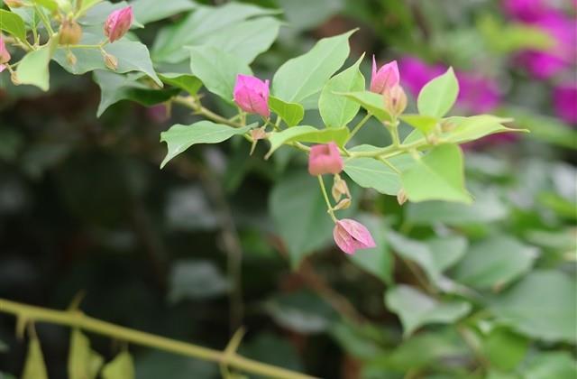 甄嬛传系列搞笑网名 搞笑的网名笑死人最新