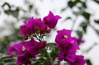 ​好听的成语游戏名字(精选765个)