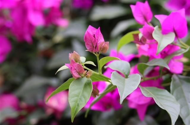 寓意最好的微信名字大全(655个)