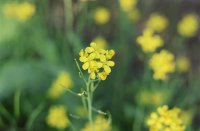 ​干净到极致的网名五个字(共503个)