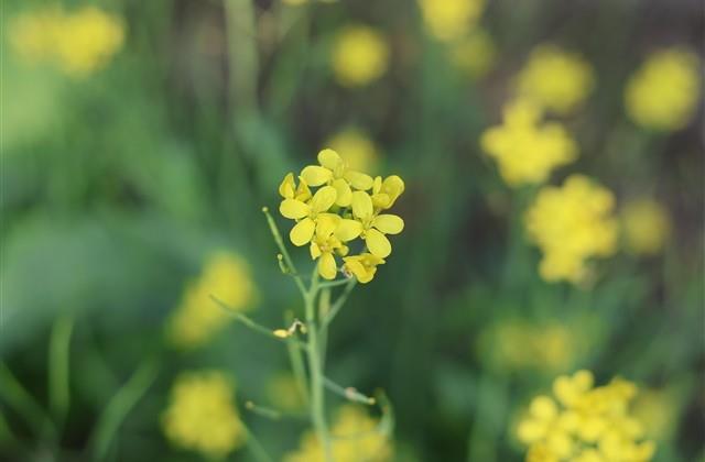 干净到极致的网名五个字(共503个)