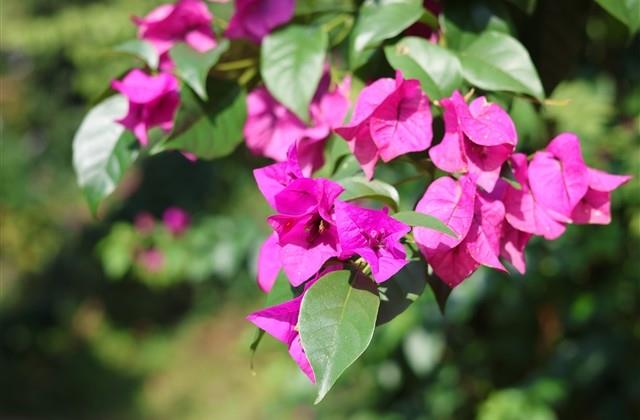 呆萌可爱的女生网名大全