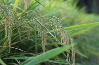 ​英雄联盟好听的六字id(427个)