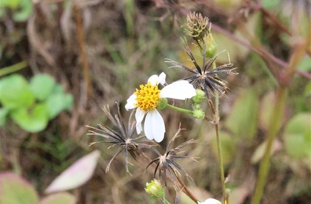 大寒宝宝小名必备629个