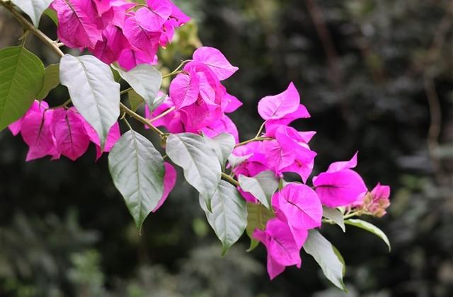 好听的四字女网名(474个)