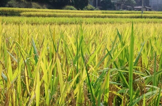 霸气的网络昵称大全(共456个)