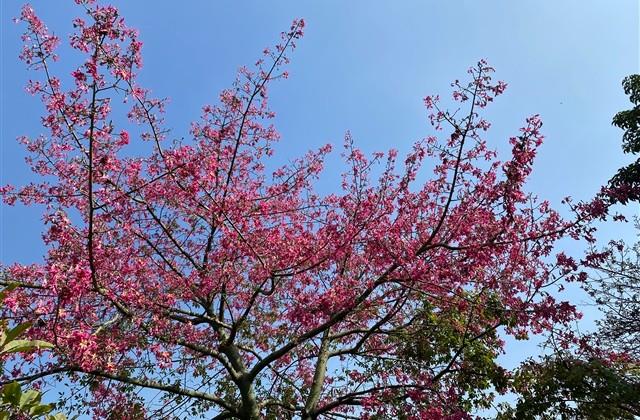 可爱的女生游戏名字 可爱的女生游戏名字