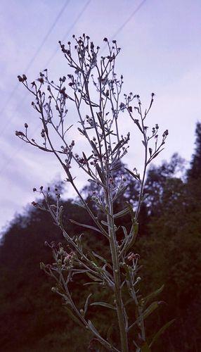 生活无奈的图片 生活无奈的图片带字