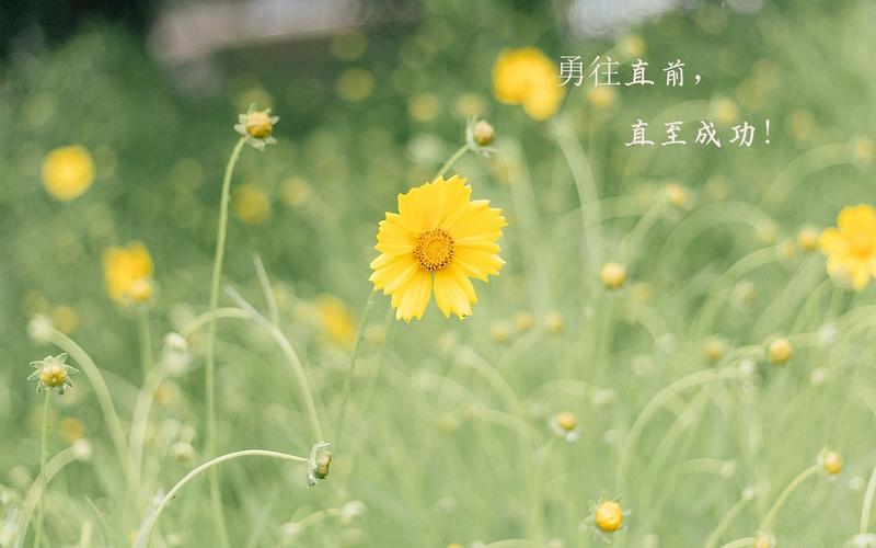 绿色带字图片励志 绿色带字图片励志大全