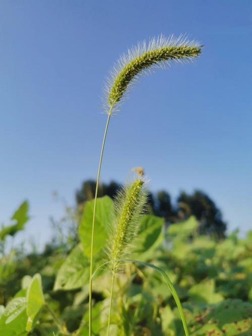 美丽的生活图片 美丽的生活图片带字