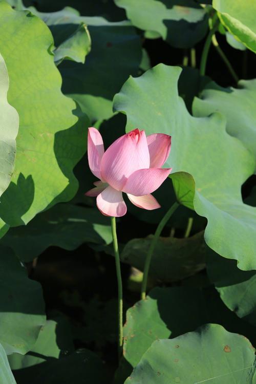 美丽的生活图片 美丽的生活图片带字