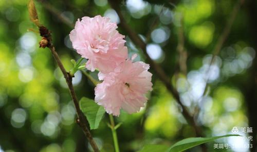 美丽的生活图片 美丽的生活图片带字