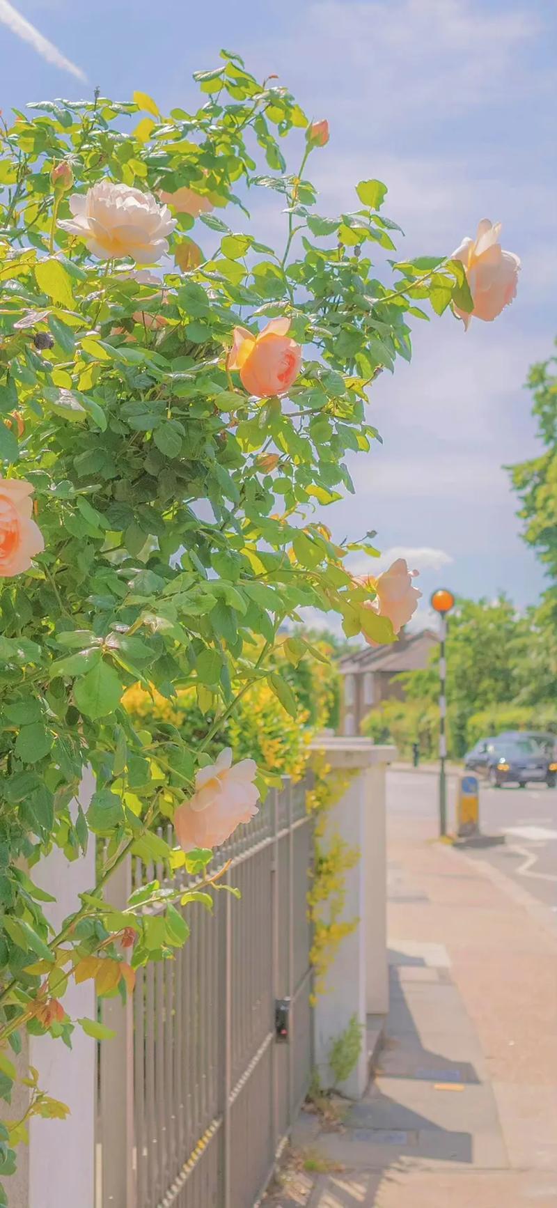 美丽的生活图片 美丽的生活图片带字