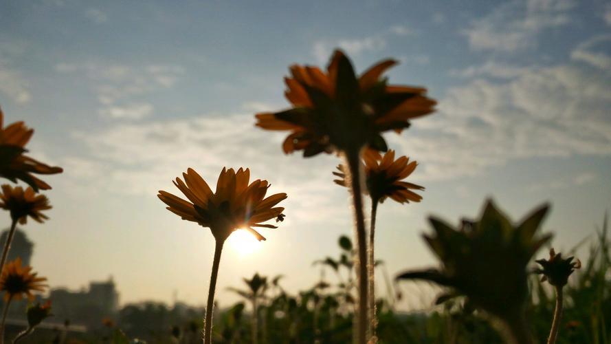 生活之美图片 生活之美图片及解析200字