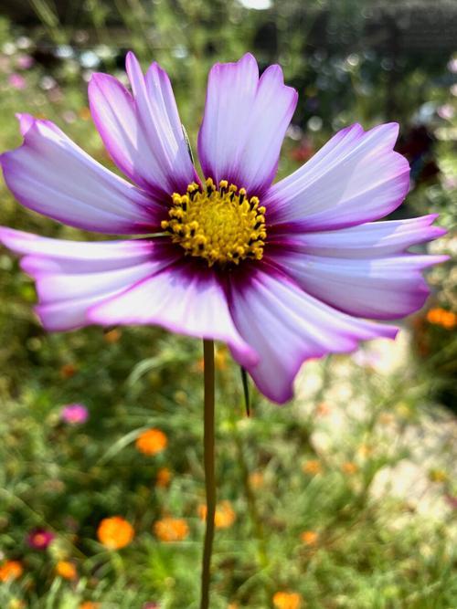 生活之美图片 生活之美图片及解析200字