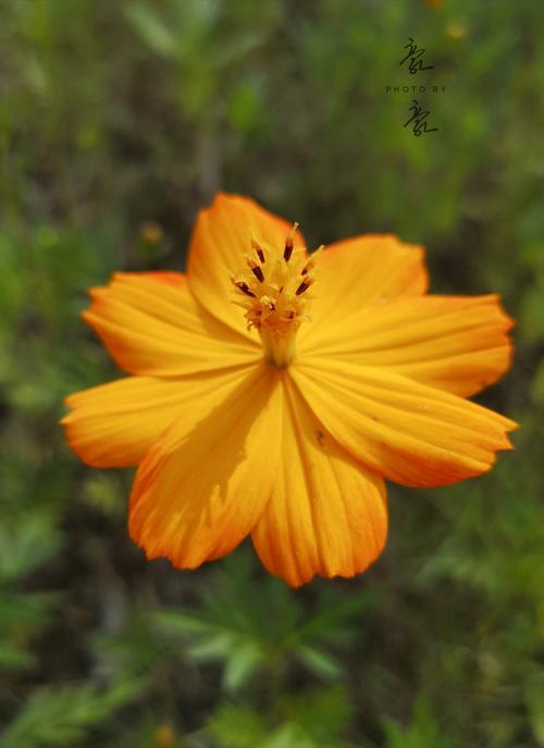 生活之美图片 生活之美图片及解析200字