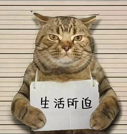 生活所迫图片 生活所迫图片带字