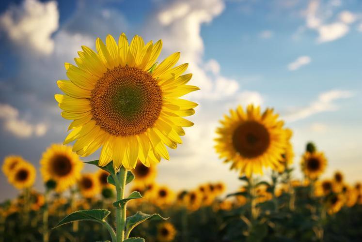 生活乐观的图片 生活乐观的图片带字