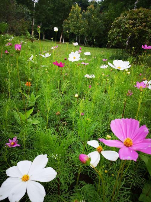 美丽生活的图片 美丽生活的图片带字