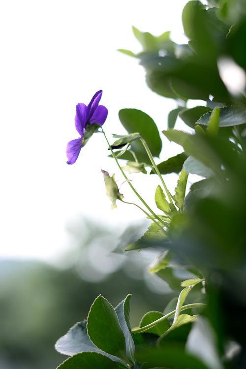 美丽生活的图片 美丽生活的图片带字