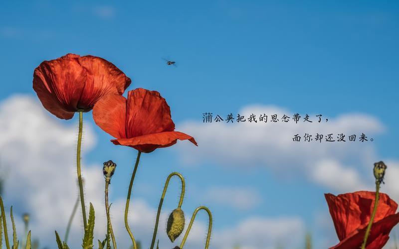 无奈的生活图片带字 无奈的生活图片带字唯美