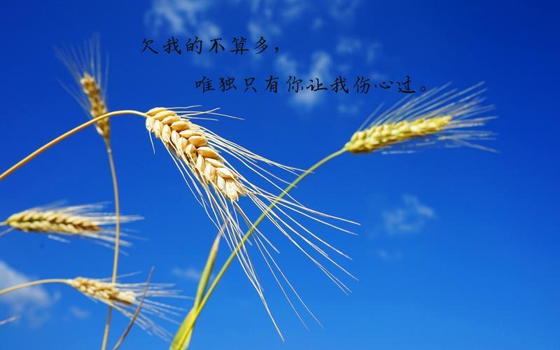 无奈的生活图片带字 无奈的生活图片带字唯美