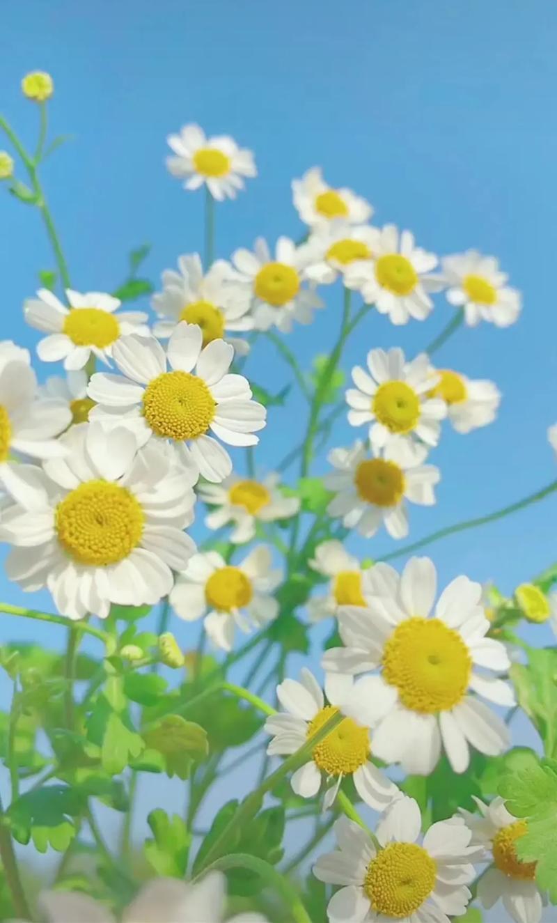 生活简单的图片唯美 生活简单的图片带字