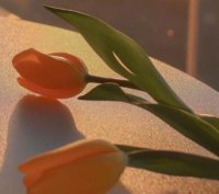 ​关于父亲离世伤感的心情句子(精选38句)