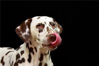 ​多种多样的宠物名字大全